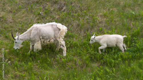 High angle view of Mountain goat�(Oreamnos americanus) with its kid in field, Icefields Parkway, Jasper, Alberta, Canada © klevit
