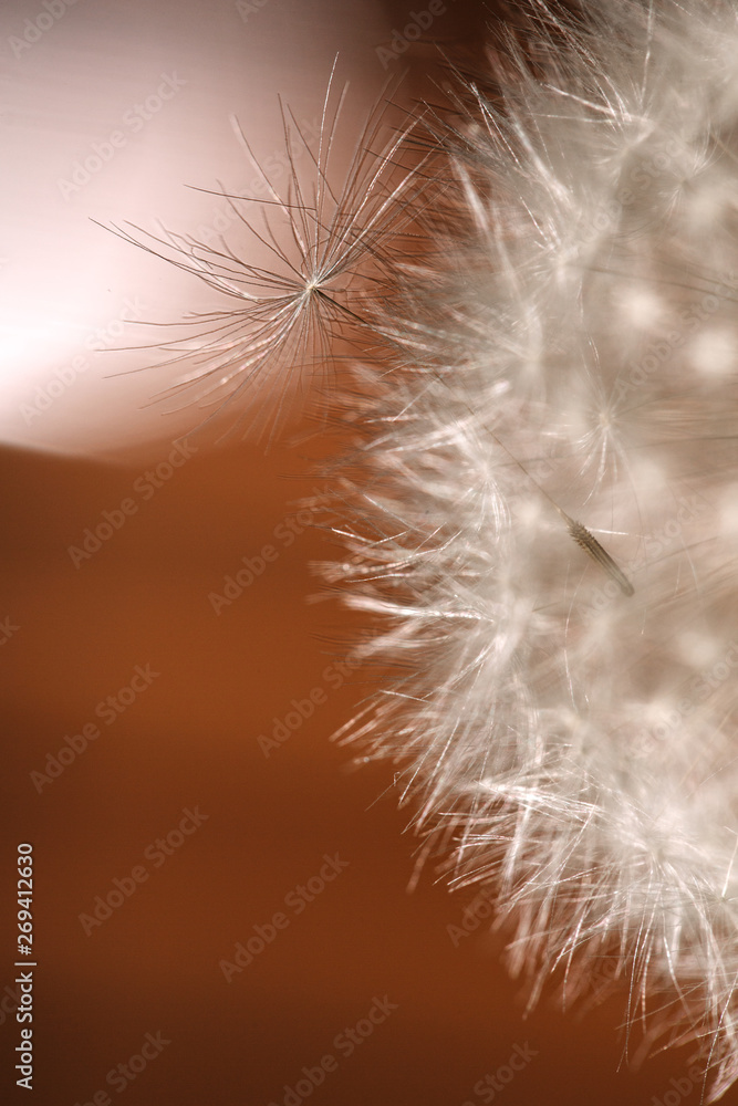 Fototapeta premium Fragment of a fluffy white dandelion flower. Macro.