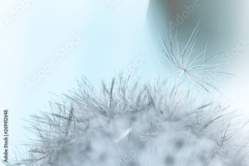 Fragment of a fluffy white dandelion flower. Blue background. Macro.