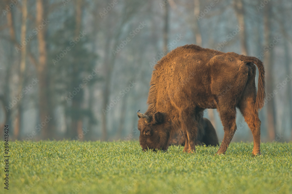 European bison - Bison bonasus in the Knyszyn Forest (Poland) European bison - Bison bonasus in the Knyszyn Forest (Poland)