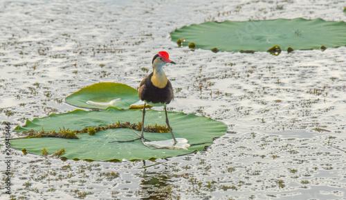 Bird on Lily Pad photo