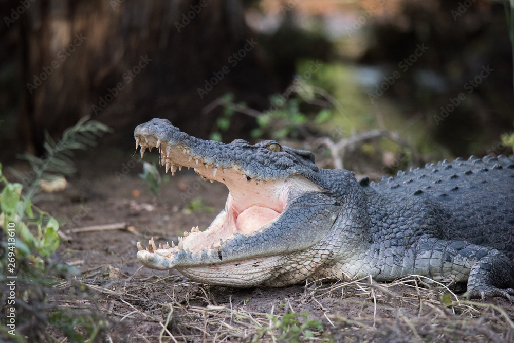 Fototapeta premium crocodile with mouth open