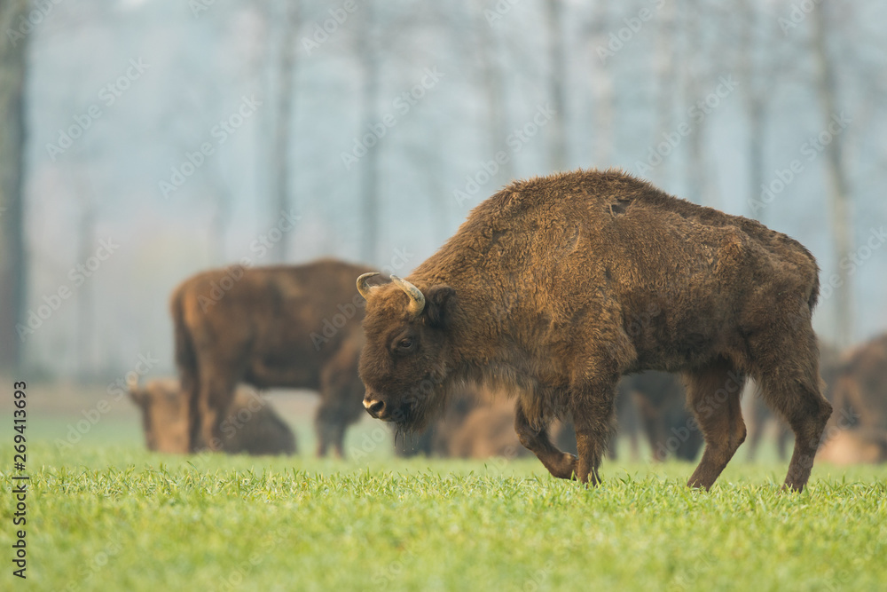 European bison - Bison bonasus in the Knyszyn Forest (Poland) European bison - Bison bonasus in the Knyszyn Forest (Poland)