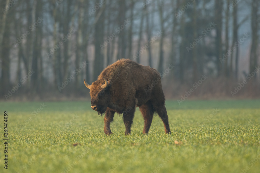 European bison - Bison bonasus in the Knyszyn Forest (Poland) European bison - Bison bonasus in the Knyszyn Forest (Poland)