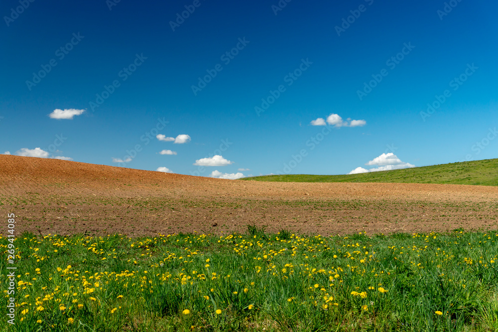 Rolling hills, farm field and dandelions in meadow