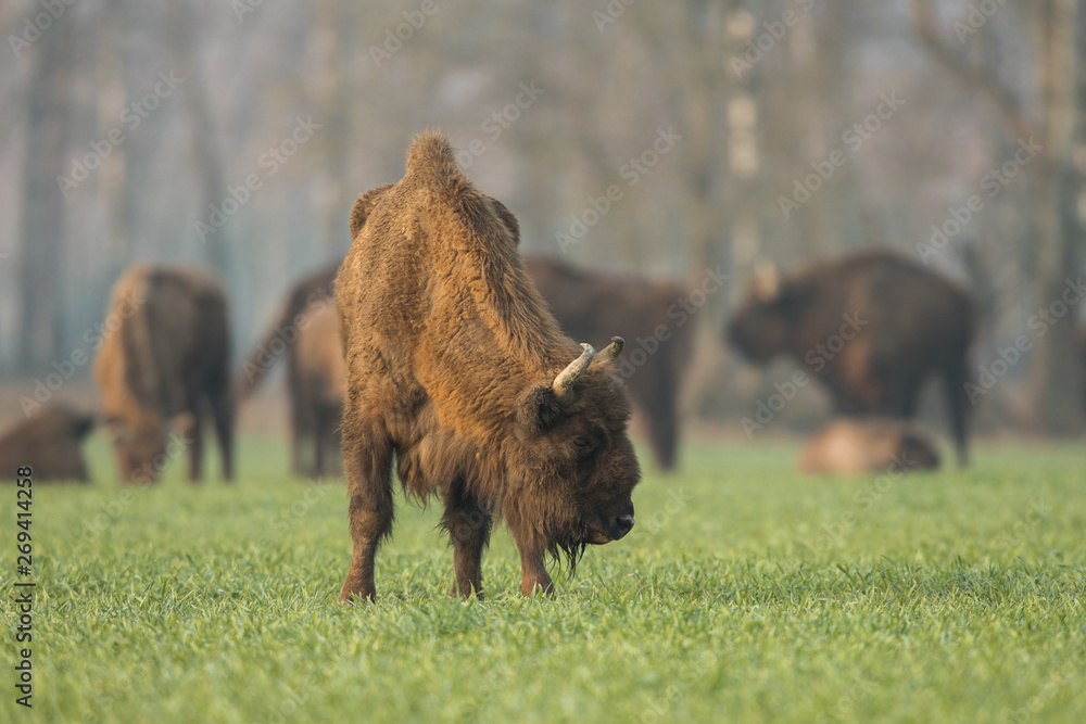 European bison - Bison bonasus in the Knyszyn Forest (Poland) European bison - Bison bonasus in the Knyszyn Forest (Poland)