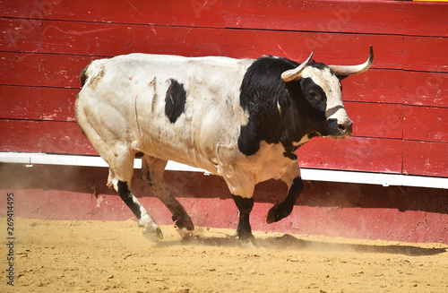 bull in spain in bullring