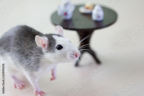 Cute rat sitting in a gift box. Smart pet © lenafomichewa