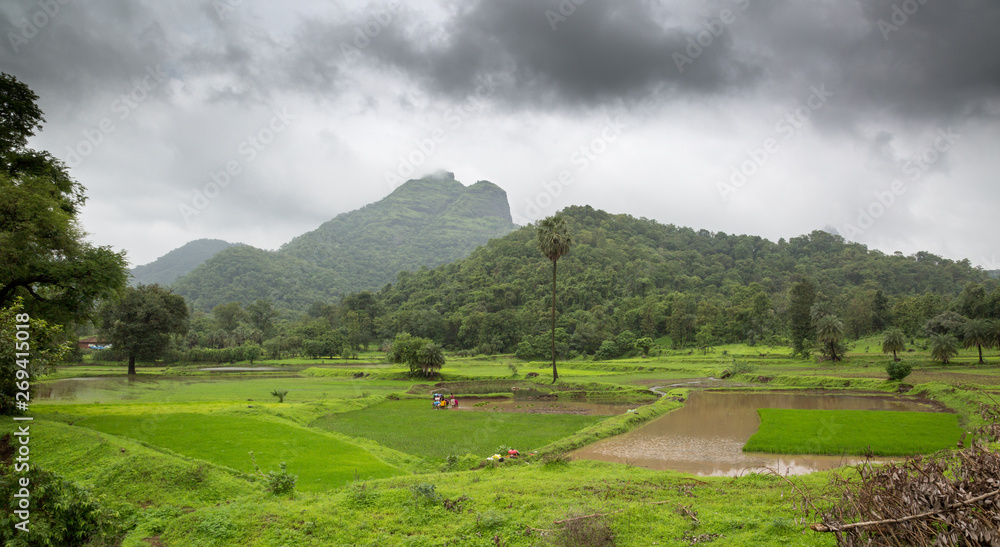 rice grain field in monsoon rice grain field in monsoon