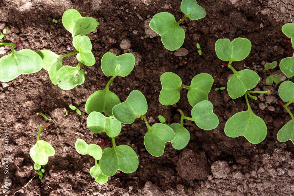 Small pepper seedlings grow in a growing tray, the concept of gardening, agriculture, ecology, organic