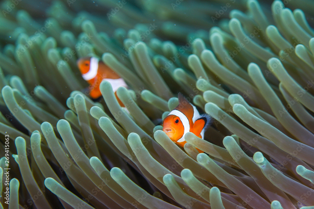 Clown Anemonefish, Amphiprion percula, swimming among the tentacles of its anemone home. Clown Anemonefish, Amphiprion percula, swimming among the tentacles of its anemone home.