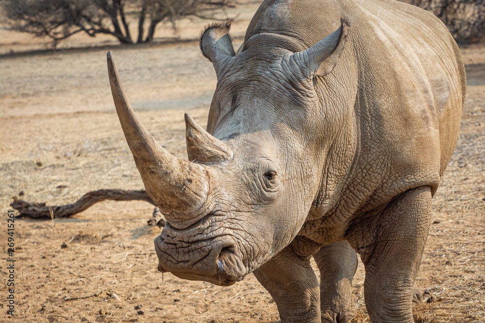 Obraz premium White rhino in the african nature 