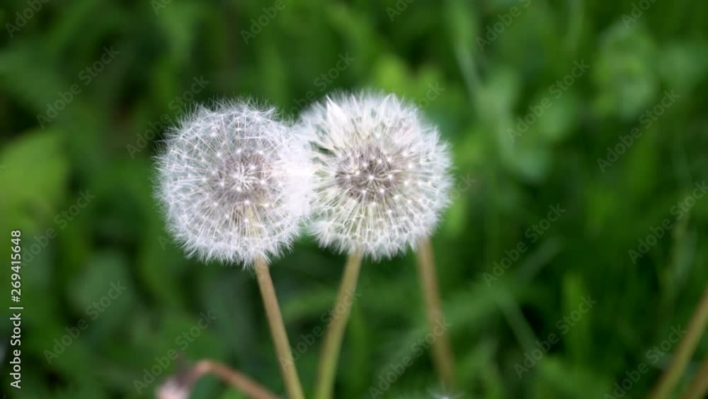 Two white dandelions on the meadow waiting to be blow out by the wind. Flying dandelion seeds. Tarataxum officinale. Two white dandelions on the meadow waiting to be blow out by the wind. Flying dandelion seeds. Tarataxum officinale.