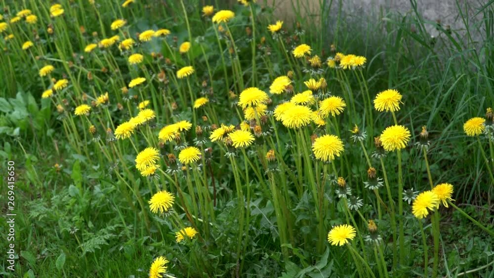 Yellow dandelions flowering on grass. Dandelions growing like weed in a clearing, spring time of the year on meadow. Yellow dandelions flowering on grass. Dandelions growing like weed in a clearing, spring time of the year on meadow.