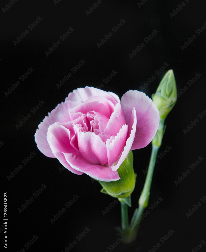 beautiful blooming carnation flower on a black background