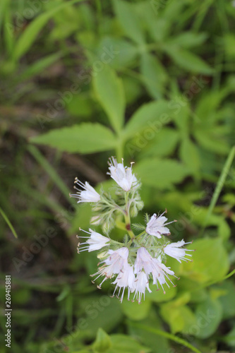 Virginia waterleaf at Dam # 4 Woods in Park Ridge, Illinois photo