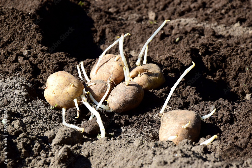 Kartoffeln - Setzlinge - Keimlinge Kartoffeln - Setzlinge - Keimlinge