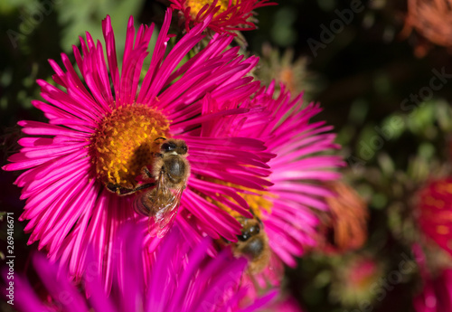 Hummel auf einer magentafarbenen Blüte beim Honigsammeln photo
