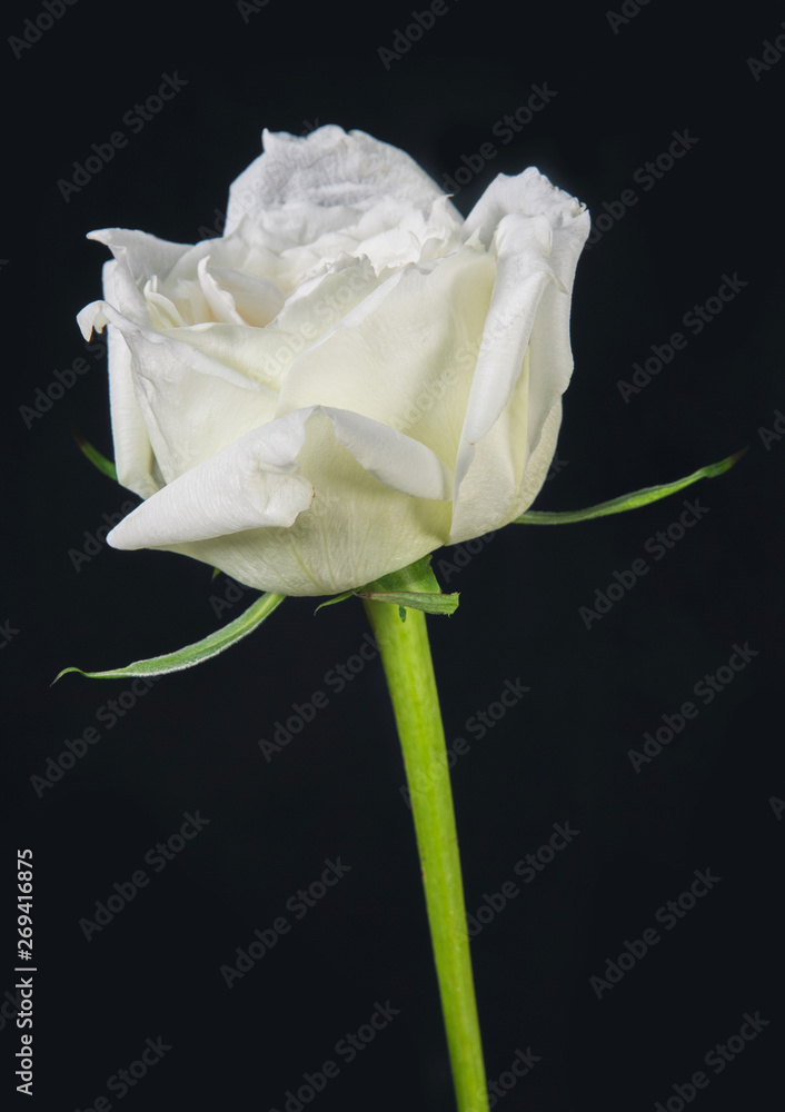 white rose isolated on black background white rose isolated on black background
