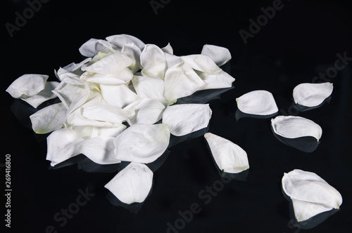 white rose isolated on black background