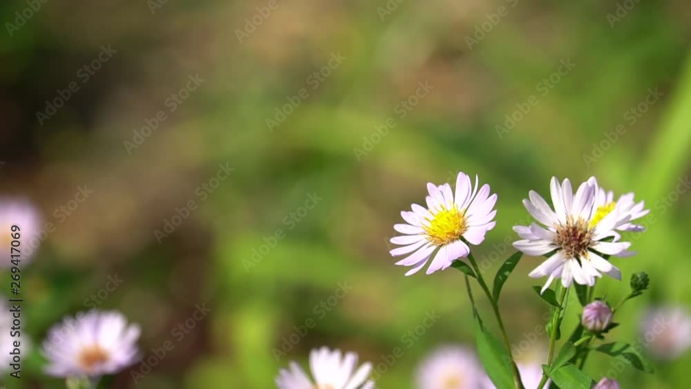 Bright pink aster flowers on sunny day. Pink bushes of flowers in garden or park Bright pink aster flowers on sunny day. Pink bushes of flowers in garden or park