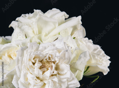 white rose isolated on black background