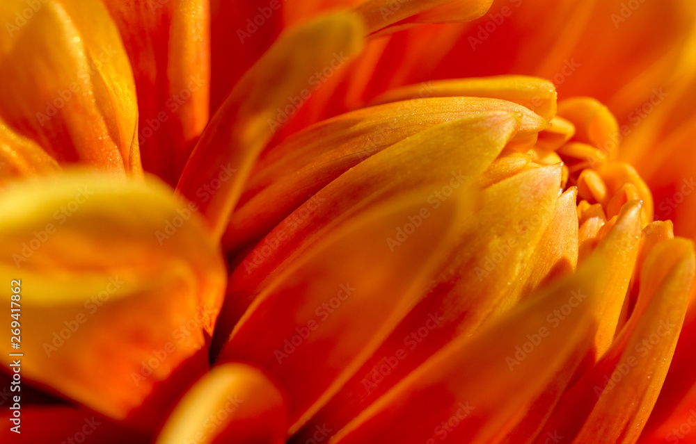 leuchtende, orangene Dahlienblüte
