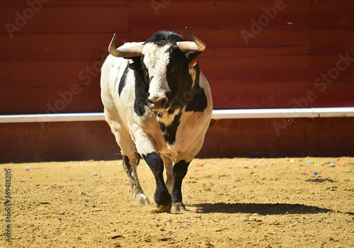 bull in spain in bullring