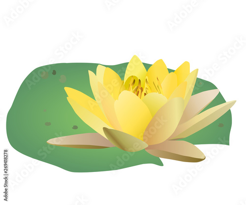 Beautiful blooming yellow water lily lotus flower with green leaves