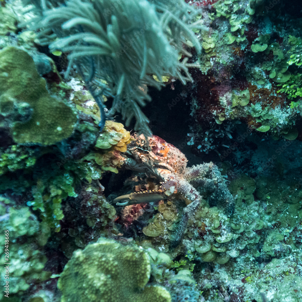 Crab with corals underwater, Belize Crab with corals underwater, Belize