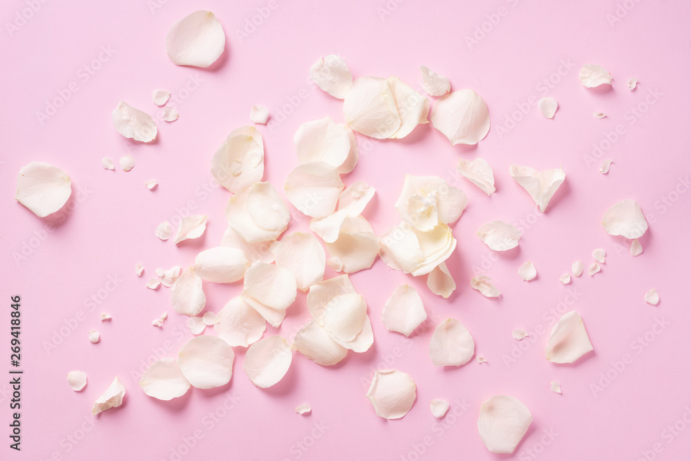 White rose petals over pink background. Valentine's day, Women's day concept. Festive texture with copy space. Flat lay, top view