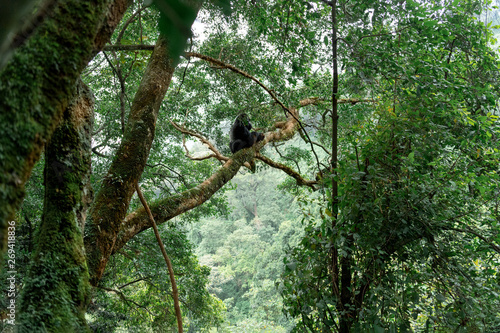 Silverback mountain gorilla in a rainforest (Bwindi Impenetrable National Park, Uganda) photo
