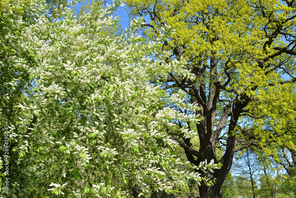 Obraz premium Blossoming bird cherry tree.