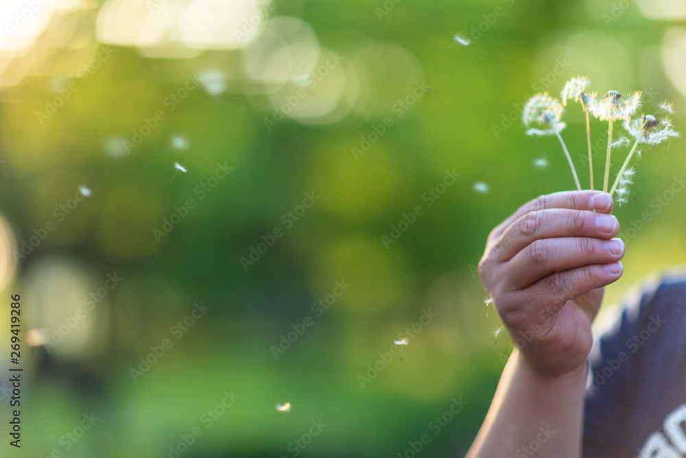 wind-blown dandelion flowers