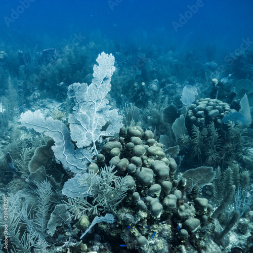 Corals underwater, Dive Site, East Wall, Belize