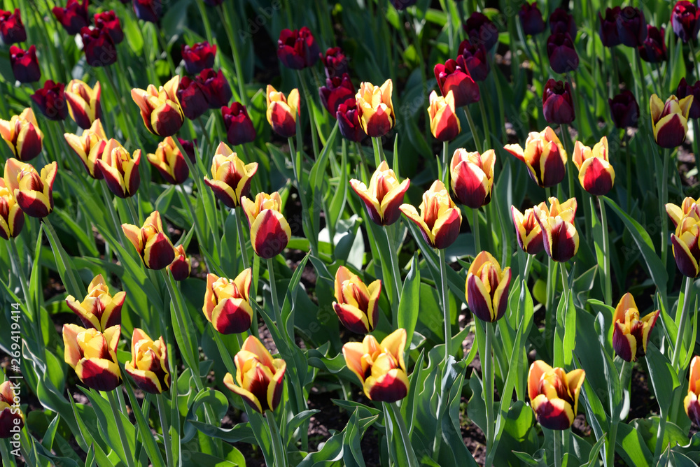 Obraz premium Blossoming tulips closeup.