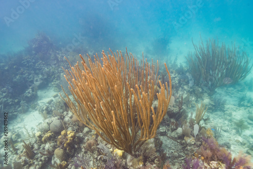 Corals underwater, Turneffe Atoll, Belize Barrier Reef, Belize