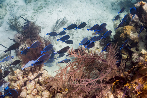Fototapeta Naklejka Na Ścianę i Meble -  Fish and corals underwater, Turneffe Atoll, Belize Barrier Reef, Belize