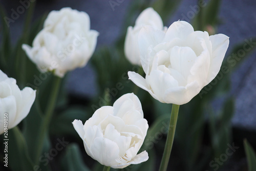 Beauty the blooming white tulips in the spring.