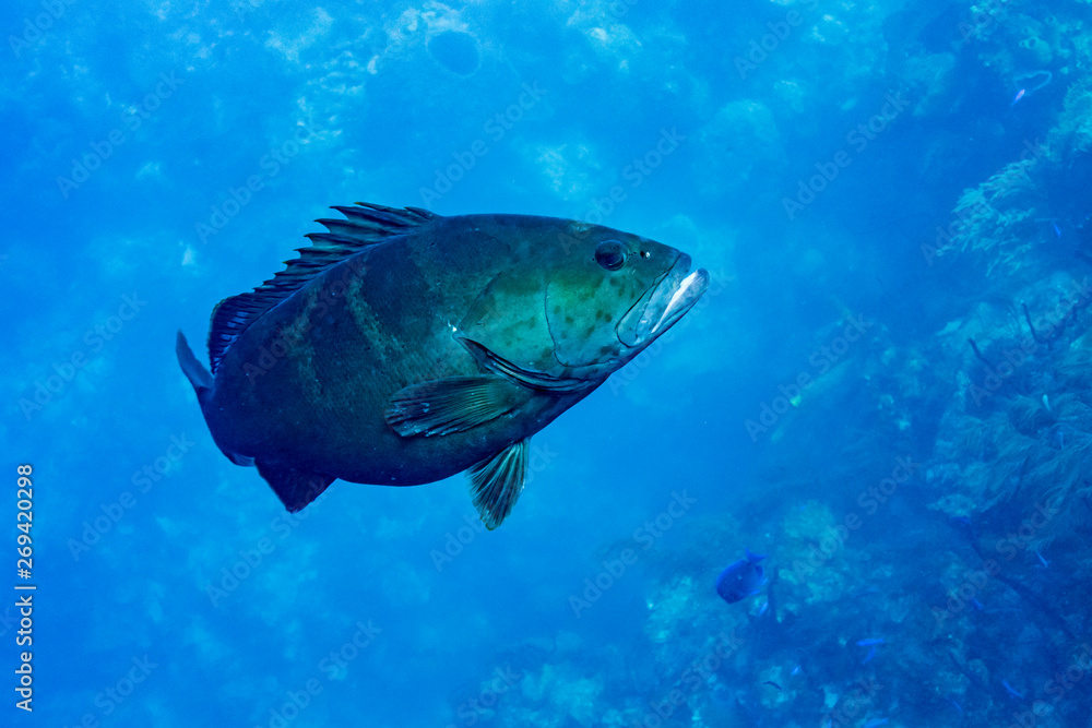 Fish underwater, Tarpon Cayes, Belize Barrier Reef, Lighthouse Reef, Belize Fish underwater, Tarpon Cayes, Belize Barrier Reef, Lighthouse Reef, Belize