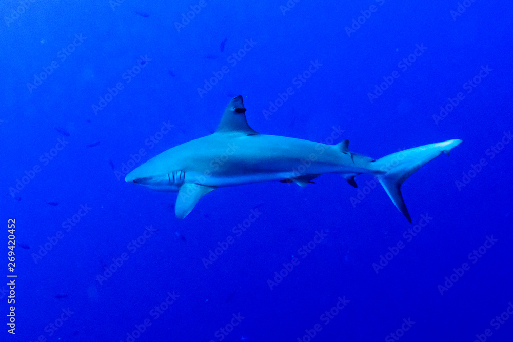 Grey Reef Shark (Carcharhinus amblyrhynchos) underwater, Tarpon Cayes, Belize Barrier Reef, Lighthouse Reef, Belize