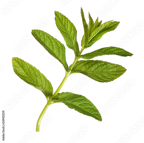 Peppermint herb plant, isolated photo