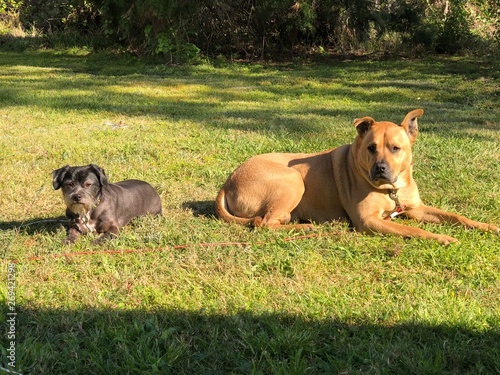 Dogs on grass 