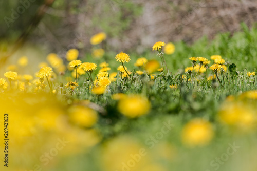  Flowering blooming yellow flowers in grass meadow