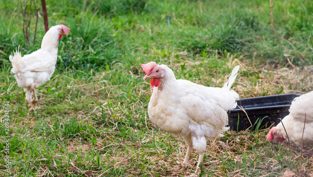 White adults funny chicken walking in the yard Stock Photo | Adobe Stock