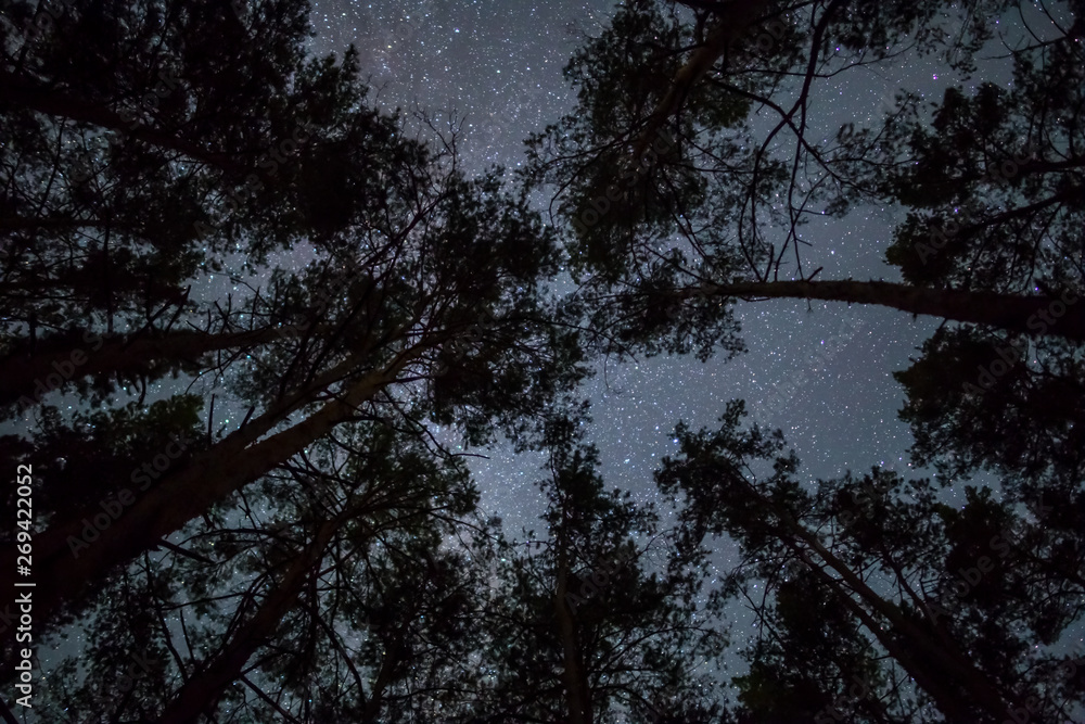 view to the starry sky through the night dark forest view to the starry sky through the night dark forest