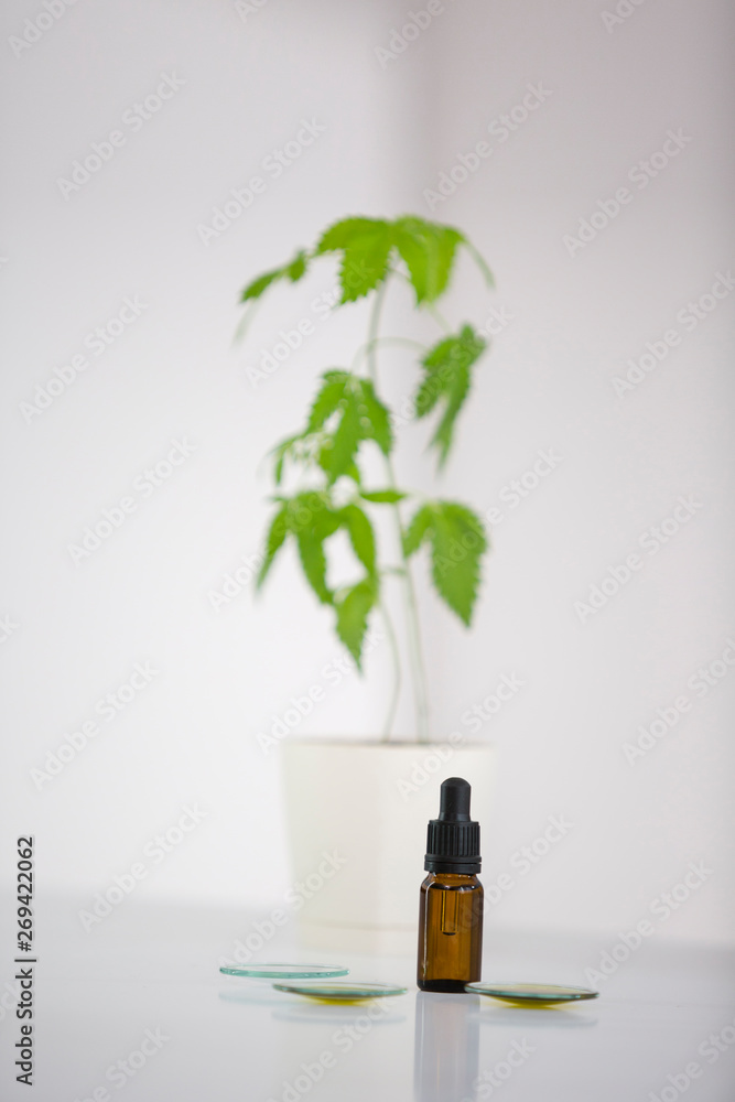 custom made wallpaper toronto digitalMarijuana plant and cbd oil in a laboratory