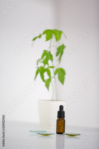 Wallpaper Mural Marijuana plant and cbd oil in a laboratory Torontodigital.ca
