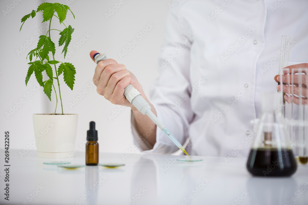 Scientist checking a pharmaceutical cbd oil in a laboratory on watch glass Scientist checking a pharmaceutical cbd oil in a laboratory on watch glass
