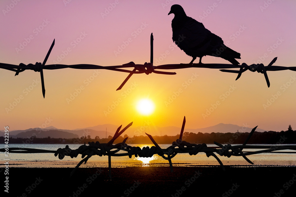 Bird at fence twilight time
